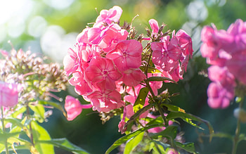 Phlox, pink, Latvia, flowers, macro HD wallpaper