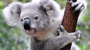 Koala wildlife sanctuary, Tree-dwelling wonders, Mother and baby koala, Koala cuteness overload HD wallpaper