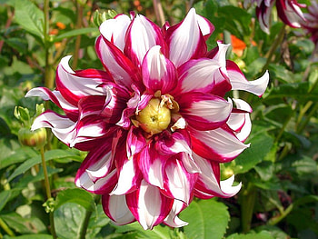 Beautiful Flower, colors, beautiful, , flower HD wallpaper