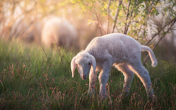 Lamb, Farm Animals HD wallpaper