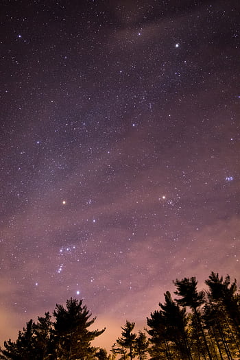 Beautiful view of the Orion constellation in a starry night sky, silhouetted by dark trees. HD phone wallpaper