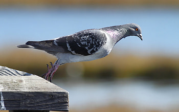 Pigeon, Majestic feathers, Graceful flight, Urban birds HD wallpaper