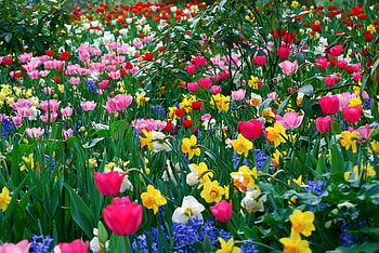 Spring, Flowers, Tulips, Narcissussi, Beauty, Polyana, Glade HD wallpaper