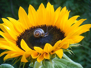Happy Flower,sunshine, spectacular, gorgeous, wonderful, sunflower, flower, bright, sparkle, yellow, happy, forever HD wallpaper