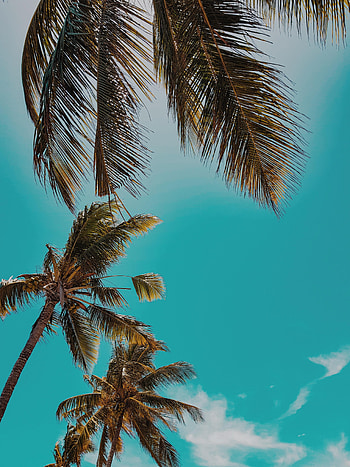 Nature, Sky, Palms, Summer, Top, Tropics, Tops HD phone wallpaper