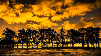 Sunset, sky, nature, cloud, tree HD wallpaper