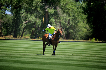 Denver Polo Club, Horse Polo HD wallpaper