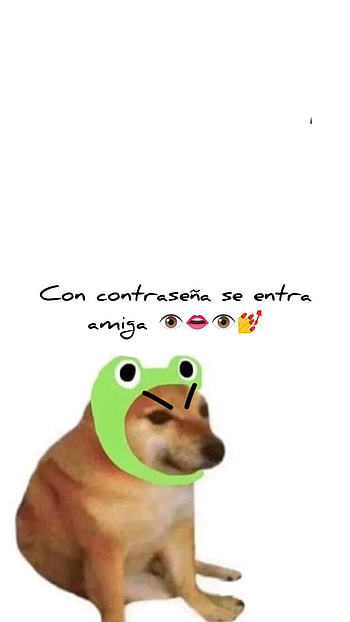 Meme, Trend, Doge, Perro, Memes HD phone wallpaper