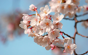Flowers, Sky, Bloom, Flowering, Branch, Spring, Mood HD wallpaper