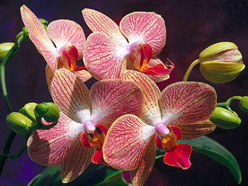 Plants, Flowers HD wallpaper