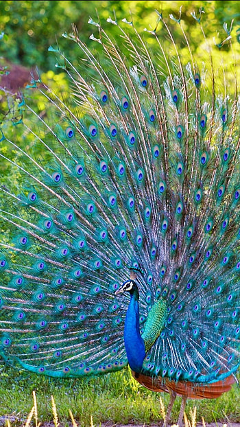 Animal, peacock HD phone wallpaper
