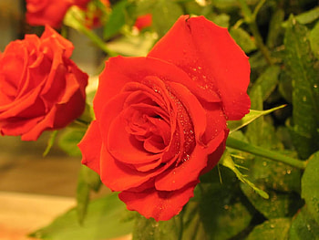 Rose, nature, flowers, roses, red HD wallpaper