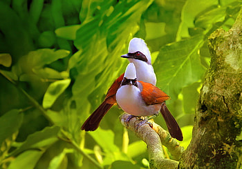Laughing thrush, white, black, birds, brown, india, orange HD wallpaper