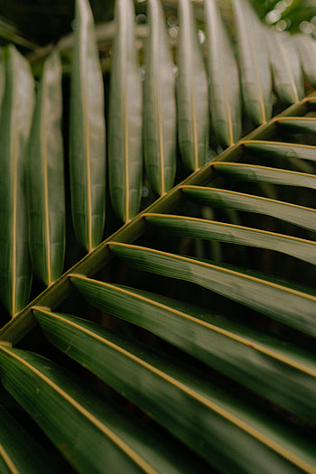 Macro, Palm, Sheet, Leaf, Veins HD phone wallpaper