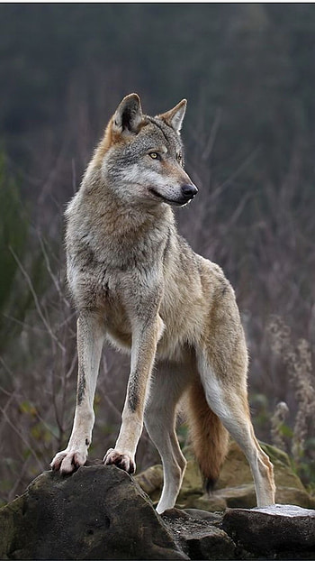 Wolf, Stranger Wolf HD phone wallpaper