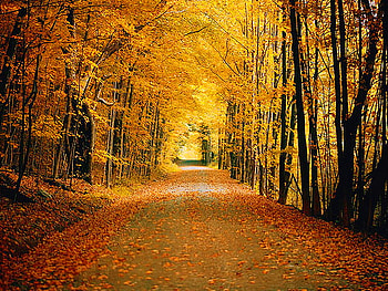 Golden October, leaves, sunlight, yellow, autumn, road, gold, forest, red leaves HD wallpaper