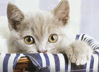 Peeking out, basket, white, cute, cat, cloth HD wallpaper