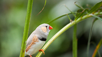 Finch, Birds HD wallpaper