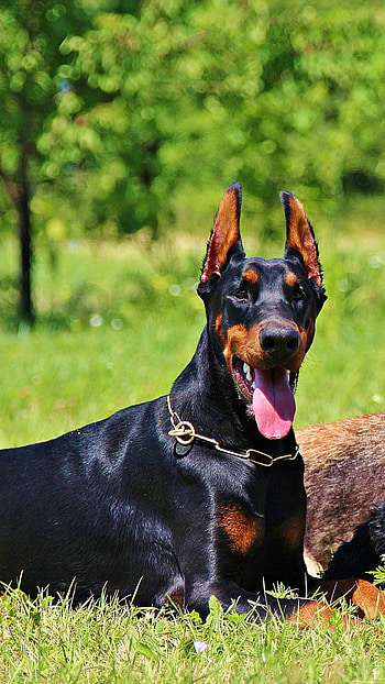 Doberman Dog, Grass, Nature Background HD phone wallpaper