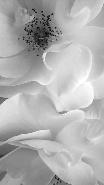 White Flowers, Adorabe, Adorable White Flowers, adorable HD phone wallpaper