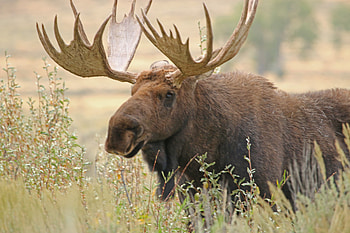 Montana's encounter, Moose's aggression, Brave hiker, Narrow escape HD wallpaper