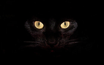 cat backgrounds and make this for your . HD wallpaper
