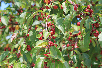 Crab Apple, apple, crab, , tree HD wallpaper