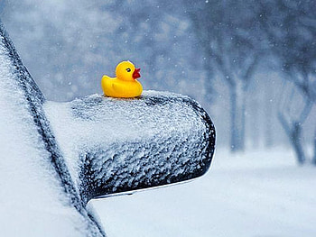 Snow Duck, cool, duck, , snow HD wallpaper