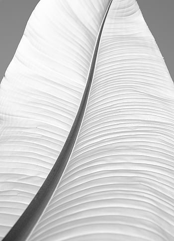 High contrast black and white abstract featuring a large crinkled leaf in detail. HD phone wallpaper