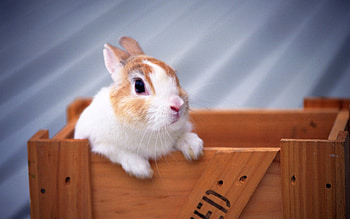 Easter bunny, bunny, cute, easter, rodent HD wallpaper