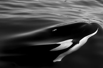 Monochrome of an orca swimming gracefully in the ocean near Newport Beach. HD wallpaper