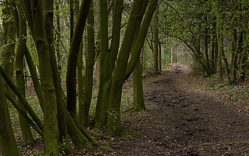 Landscape, Trees, Roads HD wallpaper