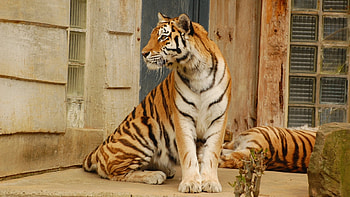 Animals, Tigers HD wallpaper
