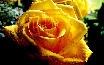 Yellow Rose, graphy, alone, beautiful, lonely, beauty, rose, yellow, nature, , lovely HD wallpaper