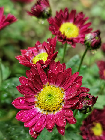 Flower, Beauty, Nature HD phone wallpaper