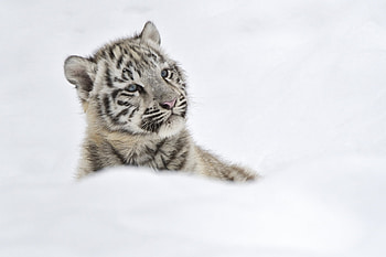 Animals, Snow, Young, Tiger, Joey, Albino HD wallpaper