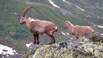 Animals, Stones, Mountains, Precipice, Break, Horns, Mountain Goats HD wallpaper