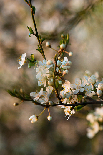 Flowers, Petals, Bloom, Flowering, Branch HD phone wallpaper