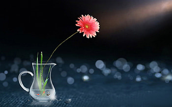 Flower , pink, digital, daisy, nature HD wallpaper