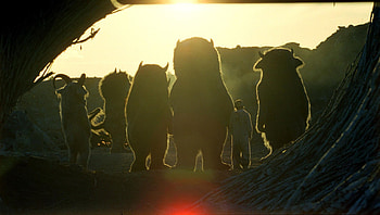 Where the Wild Things Are (2022) movie HD wallpaper