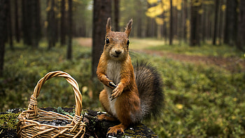 Close-up, Squirrels HD wallpaper
