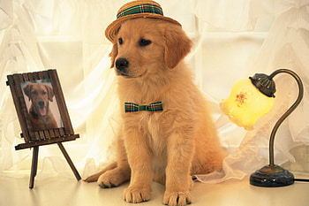 Dog, sweet, pay, dogs, puppies, cute, beautiful, beauty, playful, playful dog, puppy, dog face, pretty, animals, face, bubbles, lovely HD wallpaper