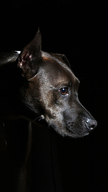 Patterdale Terrier, Dogs HD phone wallpaper