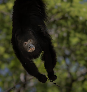 Howler Monkey, Mexican rainforest resident, Nature graphy, Wildlife explorer HD phone wallpaper