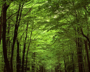 WOODS, leafy clouds, trees, path HD wallpaper