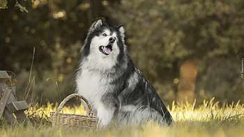 Malamute dog , Captivating gaze, Furry companion, Beautiful breed HD wallpaper