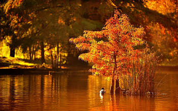 Wonderful Nature, ne, natura, magic, lasa muti HD wallpaper