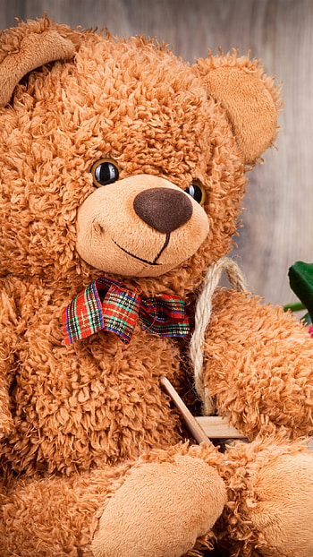 Teddy Bear Ke, Flowers, Background HD phone wallpaper