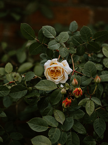 Flowers, Leaves, Flower, Plant, Rose Flower, Rose, Flowering, Bloom, Buds HD phone wallpaper