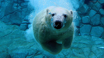Animals, Bears HD wallpaper